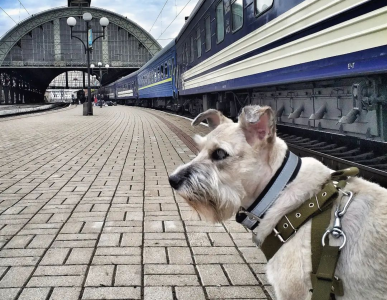 Ніколь