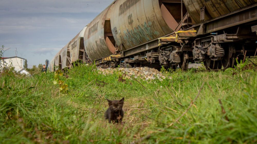 Вантажний поїзд з хоперами та чорне кошеня біля колії Кіт контролює роботу УЗ